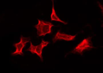 RXFP2 / LGR8 Antibody