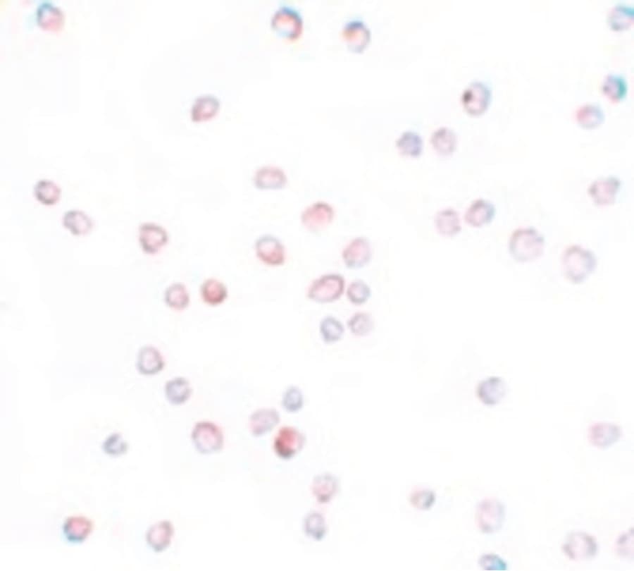 IHC-plus™ SCUBE2 Antibody