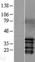Human JUN / c-Jun Protein (Over-Expression Lysate Myc-DDK (Flag))