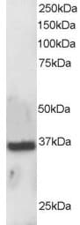 IHC-plus™ APEX1 / APE1 Antibody (aa2-15)