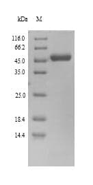 Human U27 Protein (Recombinant 6His, N-terminus)