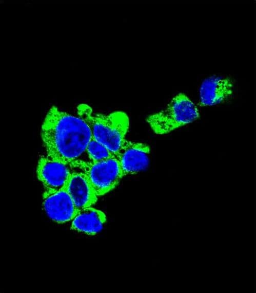 IHC-plus™ Monoclonal Mouse anti-Human SDC1 / Syndecan 1 / CD138 Antibody (aa210-238, IHC, IF, WB)