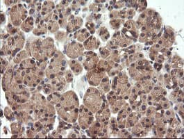 UBE2G2 Antibody (clone OTI4D4, Carrier-free)
