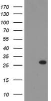 THAP6 Antibody (clone OTI5G2)