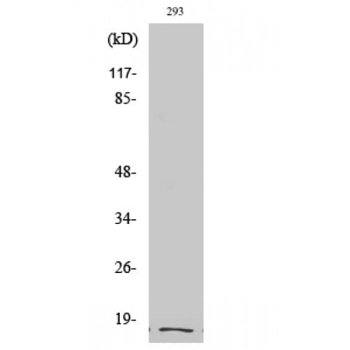 ITGA5/Integrin Alpha 5/CD49e Antibody (850-930 aa, C-terminal)