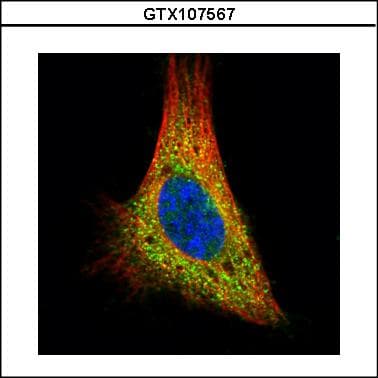 Polyclonal Rabbit anti-Human Proteins, phosphorylated (Pan) Antibody (aa1-351, WB)