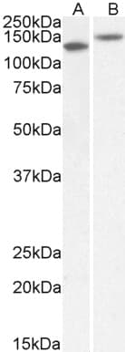 PathPlus™ Polyclonal Goat anti-Human CNTN1 / gp135 / Contactin 1 Antibody (aa858-870, IHC, WB)