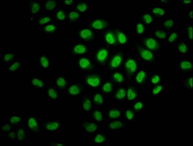 Polyclonal Rabbit anti-Human HIST1H2BN Antibody (IF)