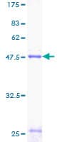 Human SFTPC / Surfactant Protein C (Recombinant GST)