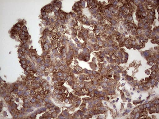 CDKL2 Antibody (aa291-493, clone OTI5D9, Carrier-free)