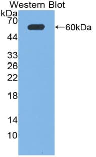 NPTX1 Antibody (aa115-364)