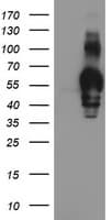 GOLM1 / GP73 / GOLPH2 Antibody (clone OTI4B3, Carrier-free)