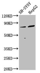 Polyclonal Rabbit anti-Human DPY19L3 Antibody (IF, WB)