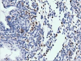 ARHGAP25 Antibody (clone OTI2D5, Carrier-free)