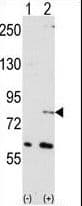 Polyclonal Rabbit anti-Human NUB1 Antibody (aa87-117, IHC, WB)