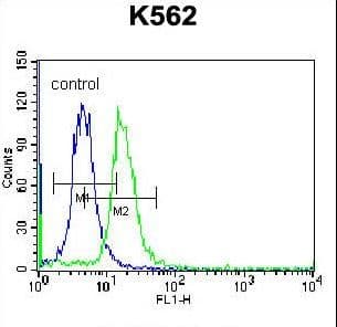 Polyclonal Rabbit anti-Human ABCD2 / ALDR Antibody (aa553-582, IHC, WB)