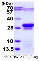 Human EIF3J Protein (Recombinant His)