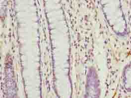 TMEM177 Antibody