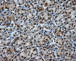 LIPG / Endothelial Lipase Antibody (clone OTI4A8)