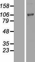 Chordin Protein (Over-Expression Lysate Myc-DDK (Flag))