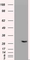 NTF3 / Neurotrophin 3 Antibody (clone OTI3D4)