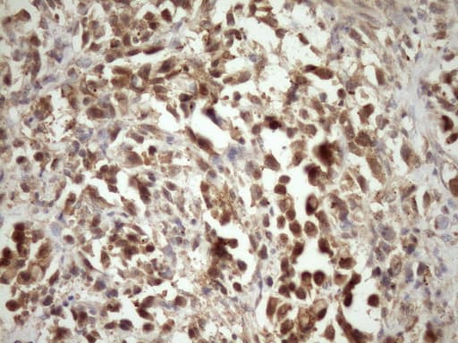 MORF4L1 / MRG15 Antibody (aa6-77, clone OTI5D2)