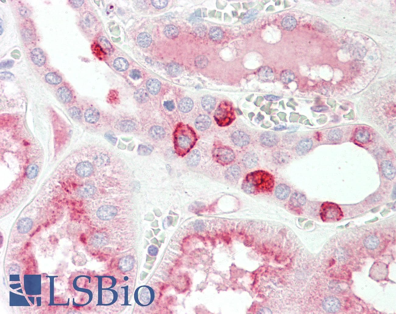 MYBL1 / A-MYB Antibody (aa553-602)