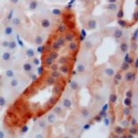 IHC-plus™ GATM / AGAT Antibody