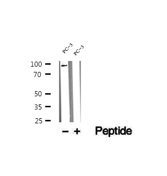 WWP1 Antibody