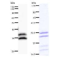 Monoclonal Mouse anti-Human TRMT61A / TRM61 Antibody (clone C145I165, WB)