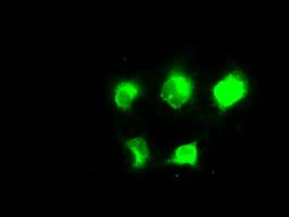 TSC501 / NAT8 Antibody (clone OTI6H3)
