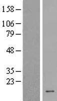 HCFC1R1 / HPIP Protein (Over-Expression Lysate Myc-DDK (Flag))