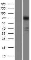 Human ArfGAP with GTPase domain, ankyrin repeat and PH domain 8 (AGAP8) Protein (Over-Expression Lysate Myc-DDK (Flag))