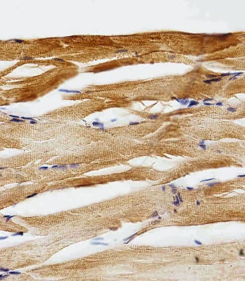 Polyclonal Rabbit anti-Zebrafish GFAP Antibody (aa2-36, IHC, WB)