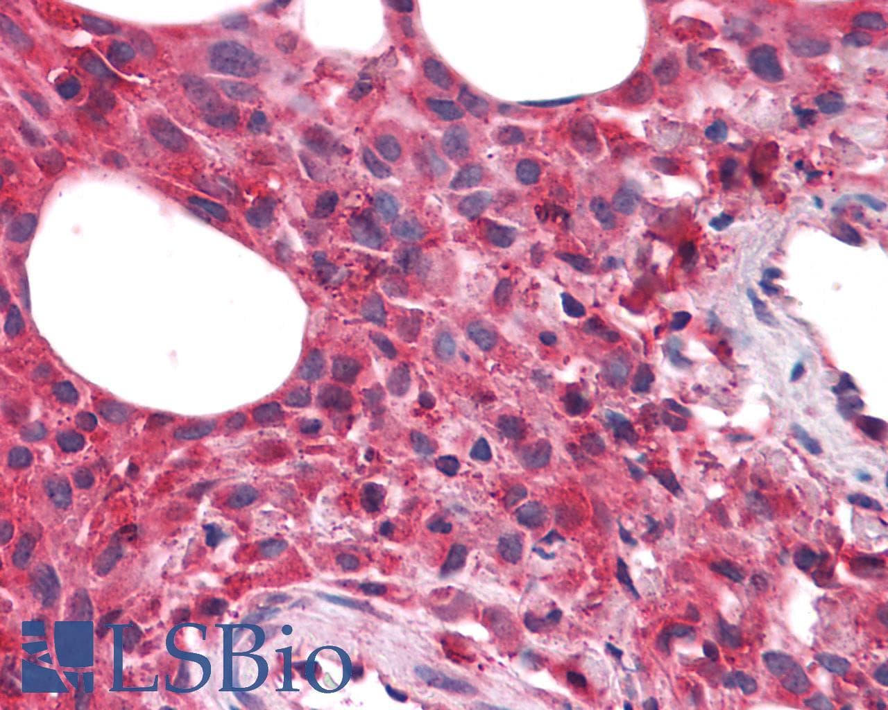 PathPlus™ FZD9 / Frizzled 9 Antibody (N-Terminus)