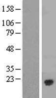 CAV3 / Caveolin 3 Protein (Over-Expression Lysate Myc-DDK (Flag))