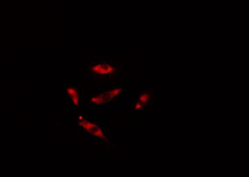 RBSN / Rabenosyn 5 Antibody
