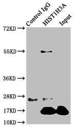 Polyclonal Rabbit anti-Human HIST1H3A Antibody (IHC, WB)