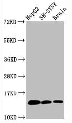 HIST1H3A Antibody