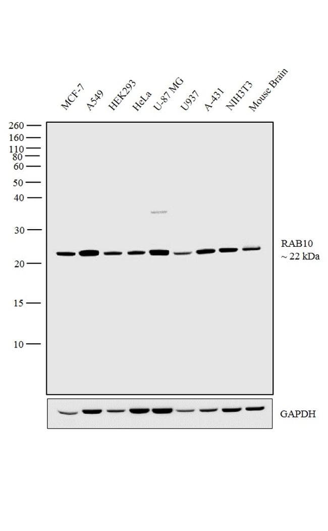 RAB10 Antibody (clone 400)