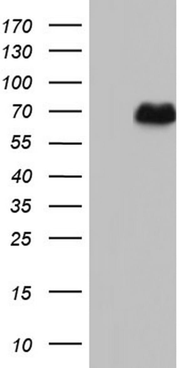 NAB2 Antibody (aa178-442, clone OTI1E1)