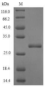 Prunus persica PRO1 Protein (Recombinant 6His-SUMO, N-terminus)
