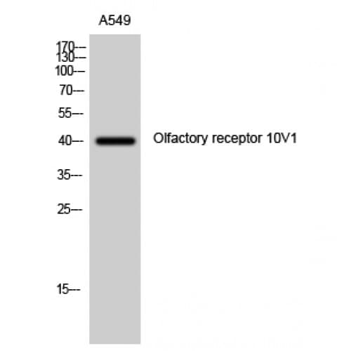Polyclonal Rabbit anti-Human OR10V1 Antibody (130-210 aa, Internal, IF, WB)