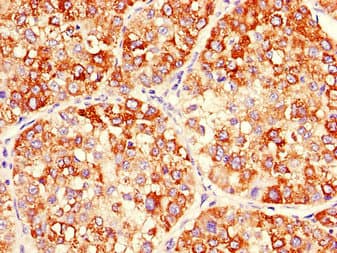 MAP2K2 / MKK2 / MEK2 Antibody