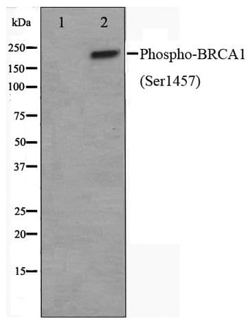 BRCA1 Antibody (phospho-Ser1457)