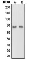 NTN1 / Netrin 1 Antibody (C-Terminus)