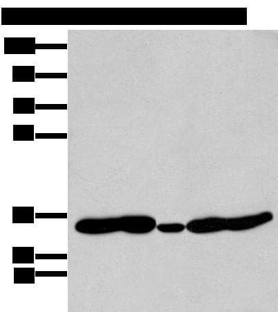 HOXC11 Antibody