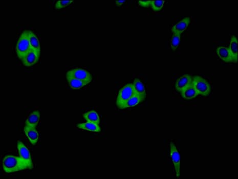 CLDN1 / Claudin 1 Antibody