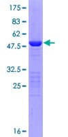 Human SENP8 Protein (Recombinant GST)