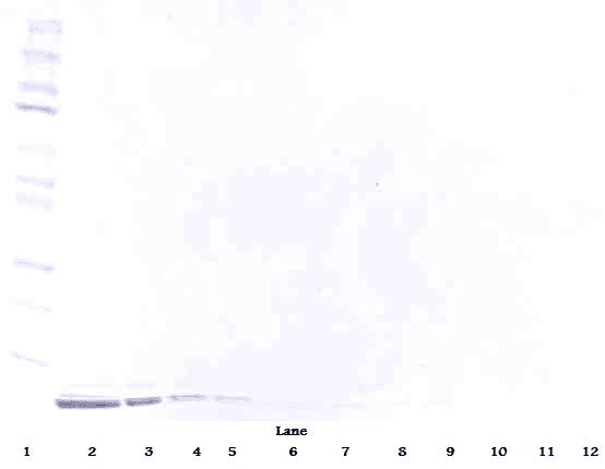 IHC-plus™ DEFB1 / BD-1 Antibody